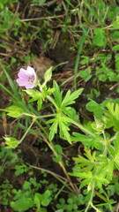 Geranium bicknellii