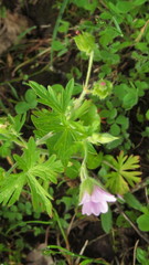 Geranium bicknellii