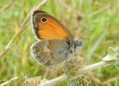 Small Heath, photo 9 of 10