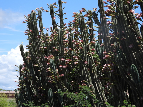 Image of Cereus forbesii by (c) amantedarmanin, some rights reserved (CC BY)