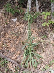 Digitalis ferruginea