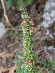 Digitalis ferruginea
