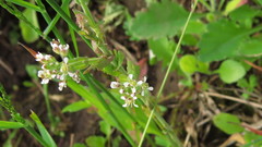 Arabis hirsuta