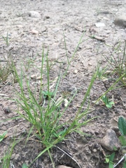 Sporobolus vaginiflorus