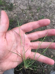 Sporobolus vaginiflorus