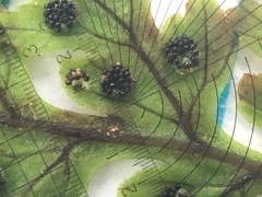 Cystopteris laurentiana