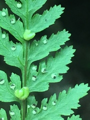 Cystopteris laurentiana