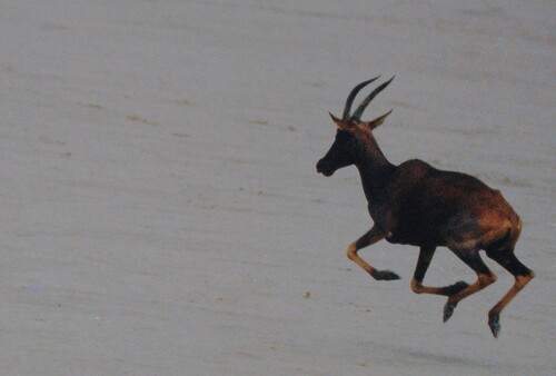 Tsessebe, Borena, Éthiopie, photo 9 of 10