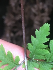 Cystopteris laurentiana