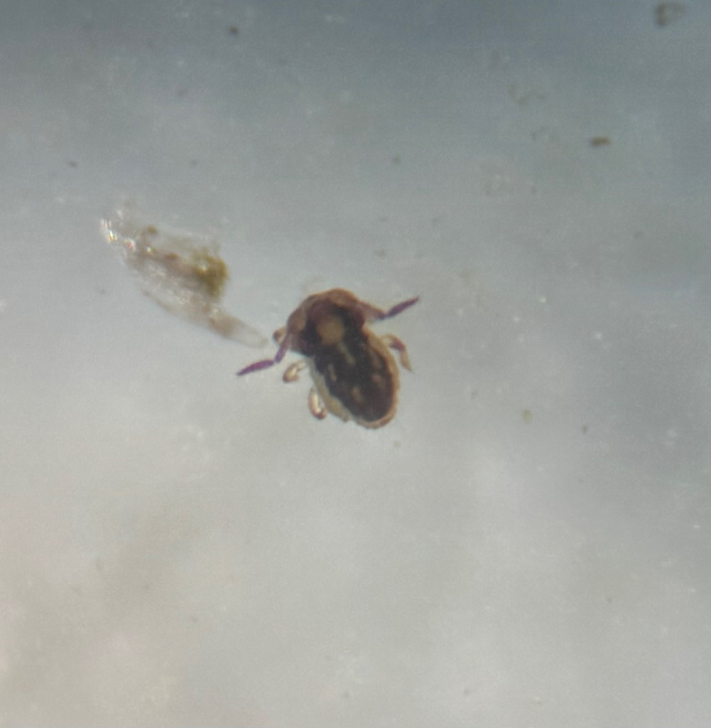 Sminthurides hyogramme