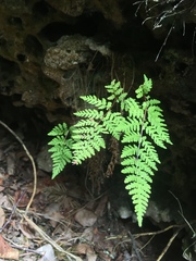 Cystopteris laurentiana