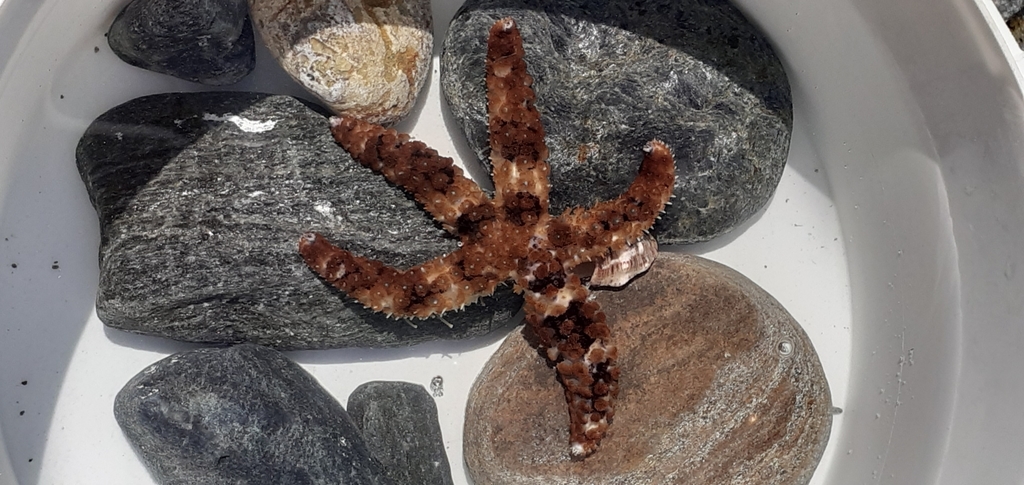 Photo of Blue spiny starfish (Coscinasterias tenuispina)