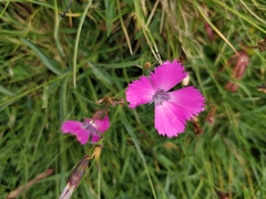 Dianthus pavonius