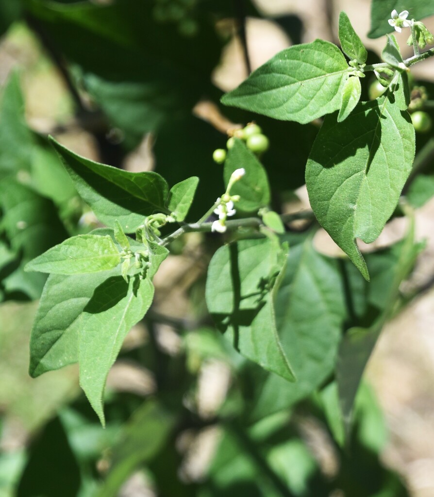 American black nightshade from Shired Island, FL, USA on April 8, 2025 ...