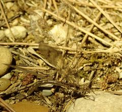 Neuroleon distichus