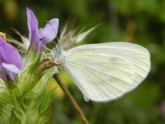Dismorphiinae