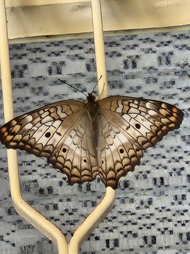 White Peacock