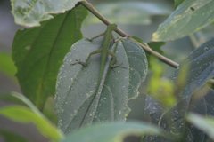 Anolis chloris