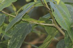 Anolis chloris
