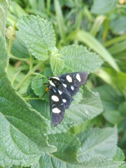 Androloma disparata