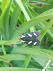 Androloma disparata