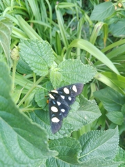 Androloma disparata