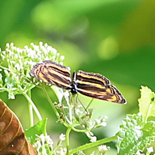 Pantoporia antara (Pantoporia antara)