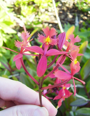Epidendrum ibaguense