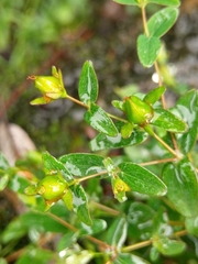 Hypericum nagasawae
