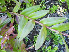 Epidendrum ibaguense