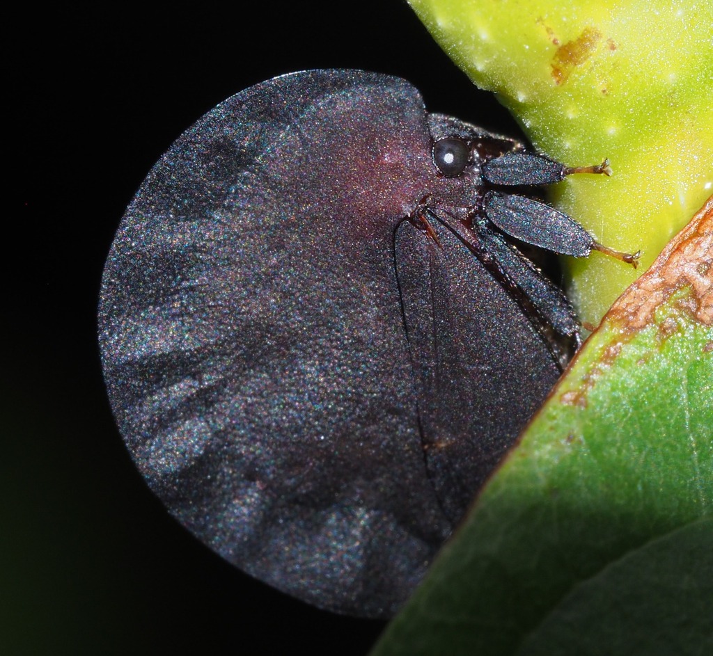 Membracis foliatafusca