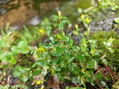 Hypericum nagasawae