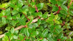 Hypericum nagasawae