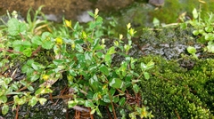Hypericum nagasawae