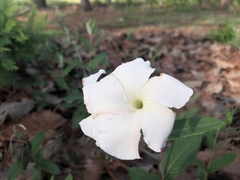 Mandevilla hypoleuca