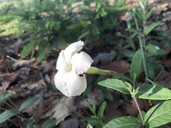 Mandevilla hypoleuca