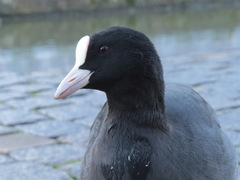 Eurasian Coot
