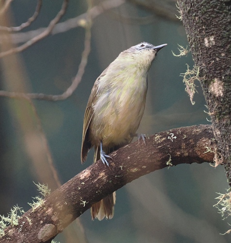 Yellow-streaked Greenbul (Phyllastrephus flavostriatus), photo 6