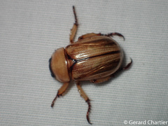 Anomala pallida