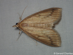 Circobotys occultilinea
