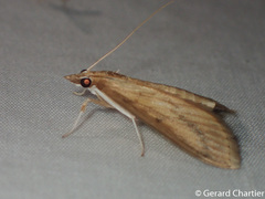 Circobotys occultilinea