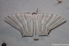 Strophidia caudata