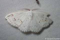 Teldenia specca