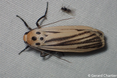 Tigrioides leucanioides