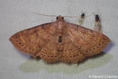 Homodes bracteigutta