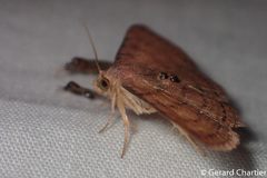 Homodes bracteigutta