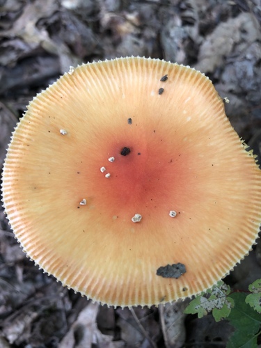 False Caesar's Mushroom