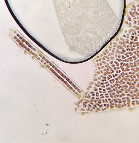 Wildemania occidentalis observed 2025-03-29