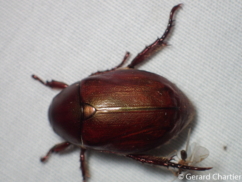 Anomala densa · iNaturalist