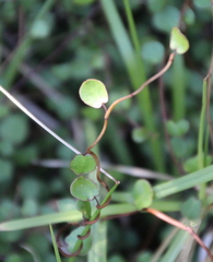 Muehlenbeckia complexa complexa